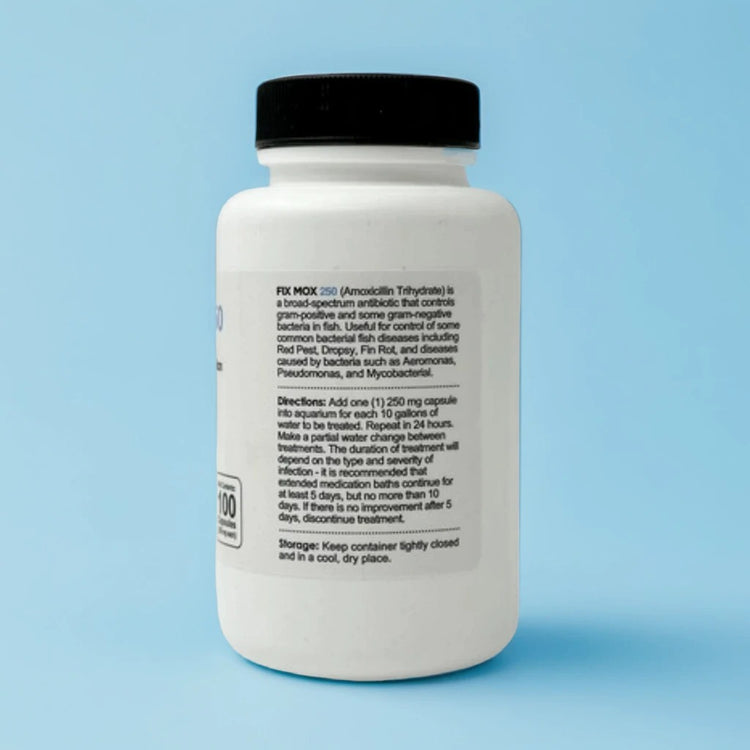Fish Mox 100 Capsules for Bacterial Infections
