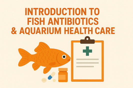 Introduction to Fish Antibiotics & Aquarium Health Care