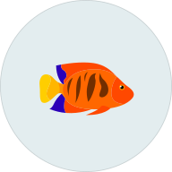 FISH DOXY