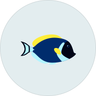 FISH CIN